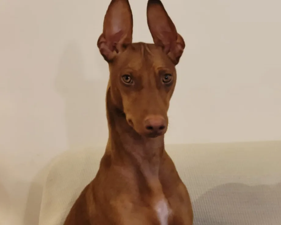 Cirneco de l'Etna