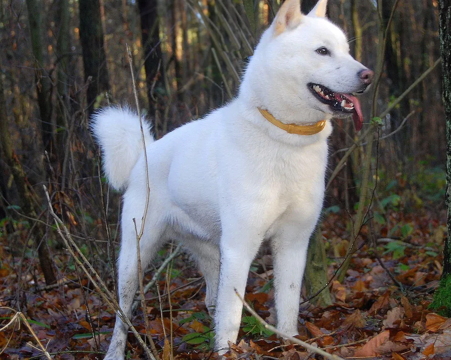 Hokkaido ken