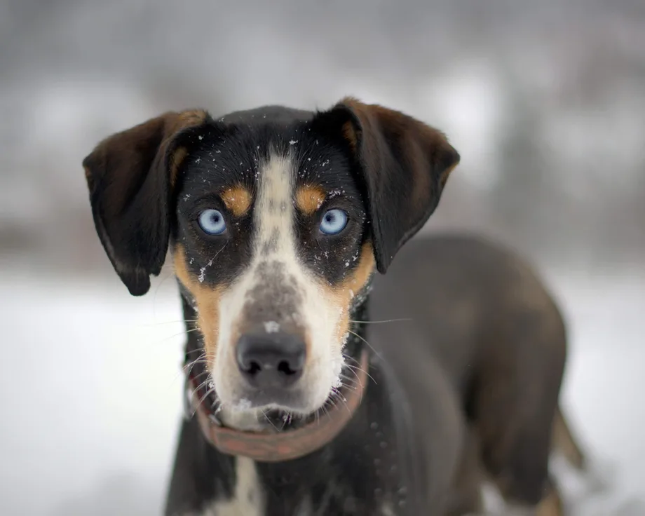 Eurohound