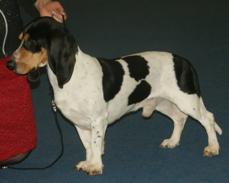 Small Swiss Hound