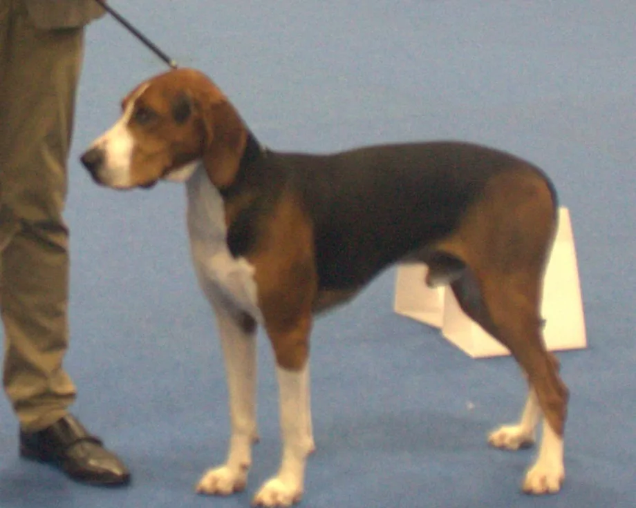 Chien courant de Hamilton