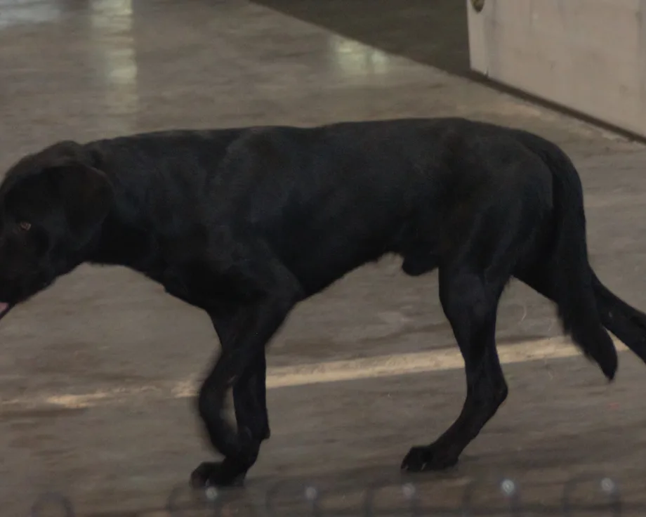 Perro de pastor mallorquín