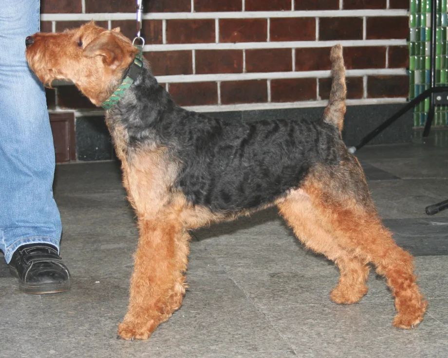 Terrier galés