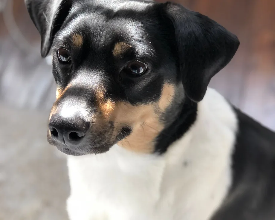 Andalusian Ratter