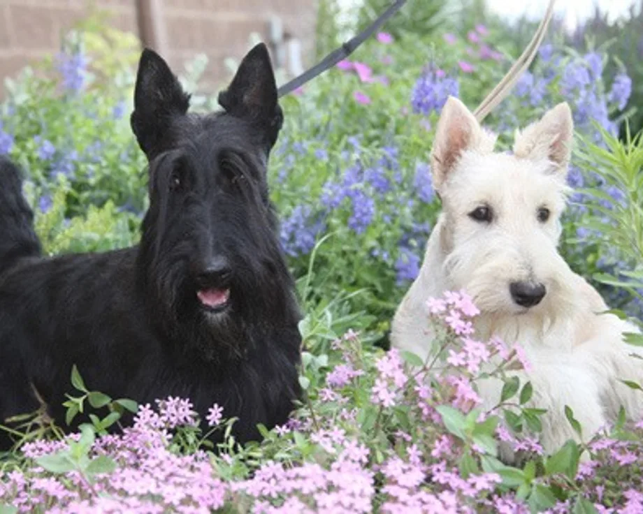 Terrier écossais