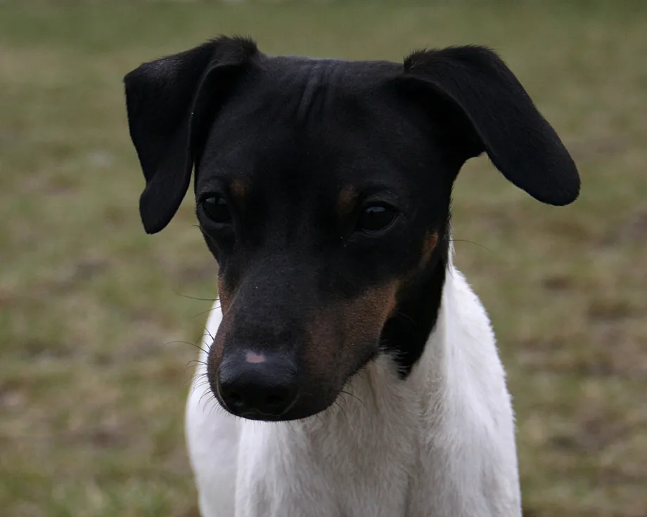 Terrier japonais