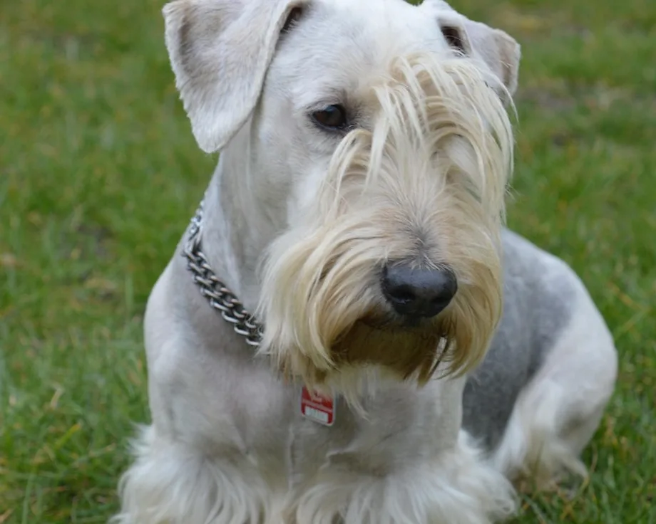 Terrier tchèque