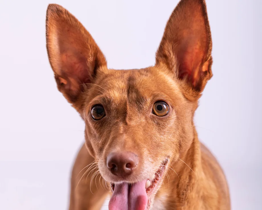 Podenco canario