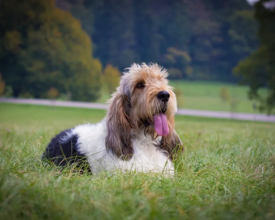 Grand basset griffon vendéen
