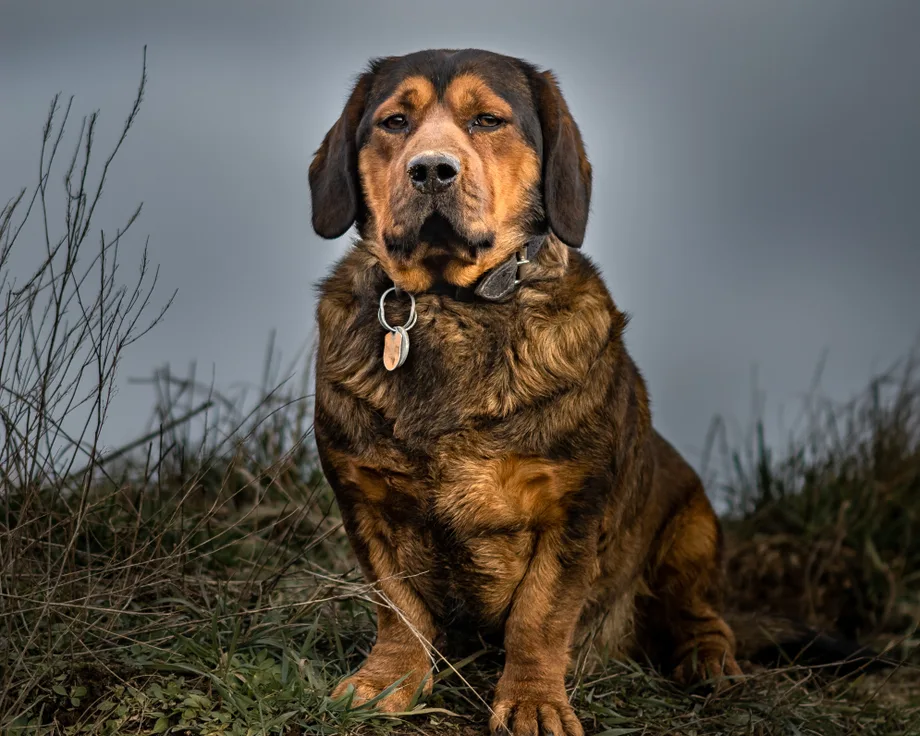 Basset des Alpes