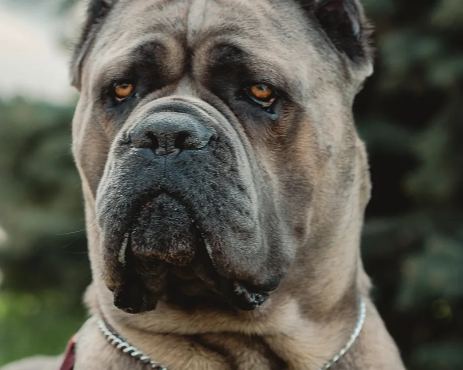 Cane corso